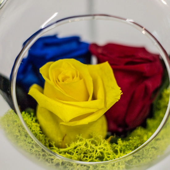 Tricoloratul