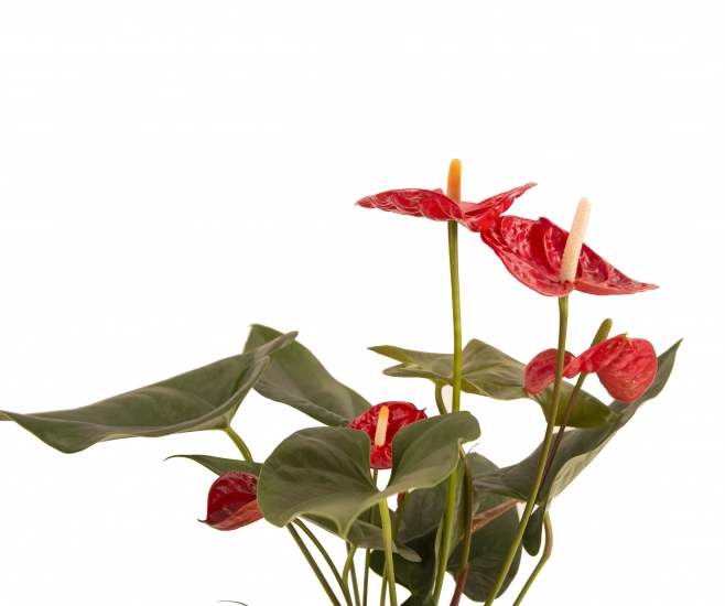 Anthurium rosu in ghiveci