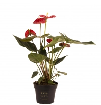 Anthurium rosu in ghiveci 2