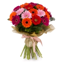 Buchet de 33, Gerbera, Multicoloră, Verdeață 2