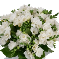 Buchet de 49, Frezii, Albe, Frezie, Verdeață 3