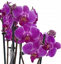 Orhidee Phalaenopsis ghiveci 3